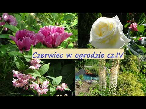Czerwiec w ogrodzie