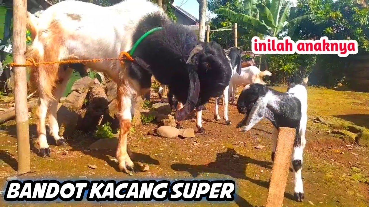 kambing kacang bandot super lebih gede dari jawa randu - YouTube