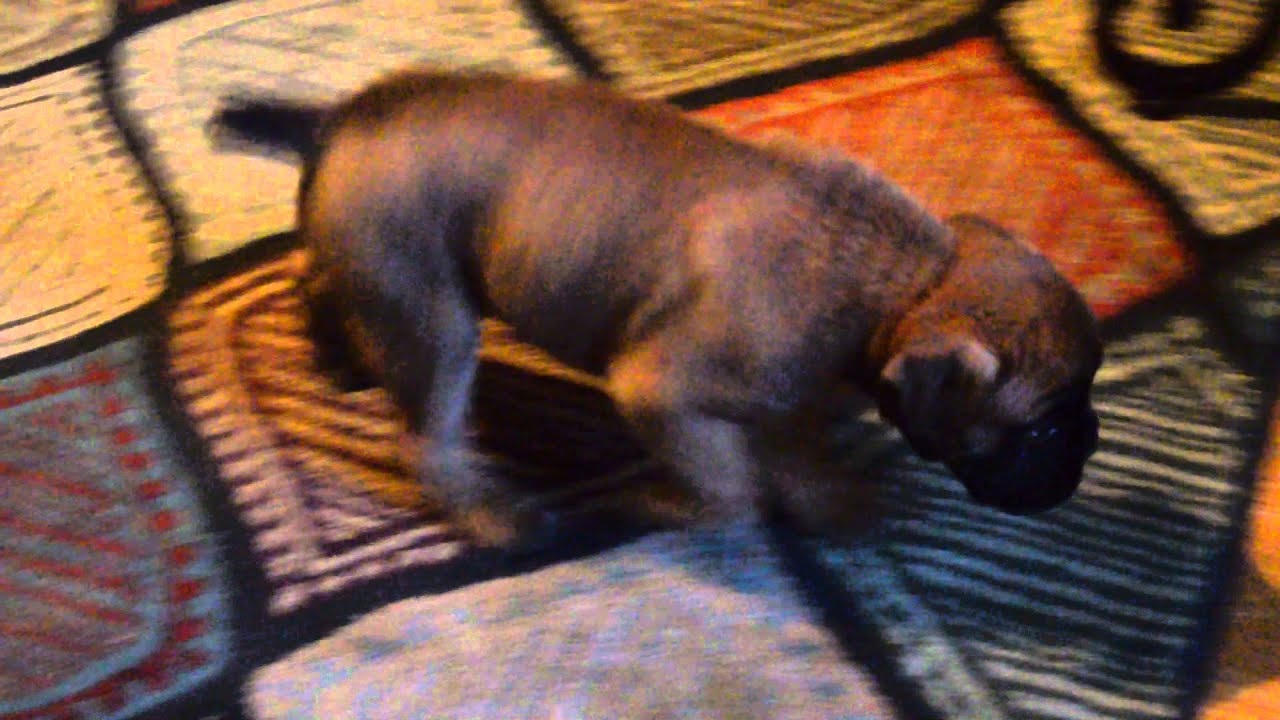 Euro Boxx Boxers Anakin and Luke YouTube