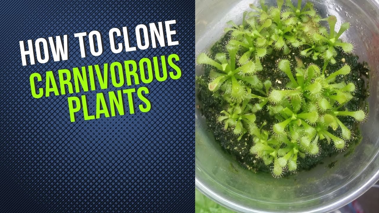 How to Propagate Venus Flytraps, Sundews, Butterworts, Bladderworts, Rainbow Plants, and Nepenthes