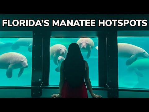 Top Places To See Manatees In Florida During Winter!