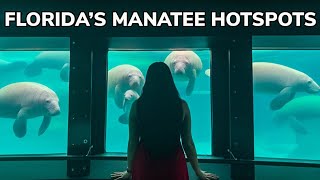 Top Places To See Manatees In Florida During Winter!