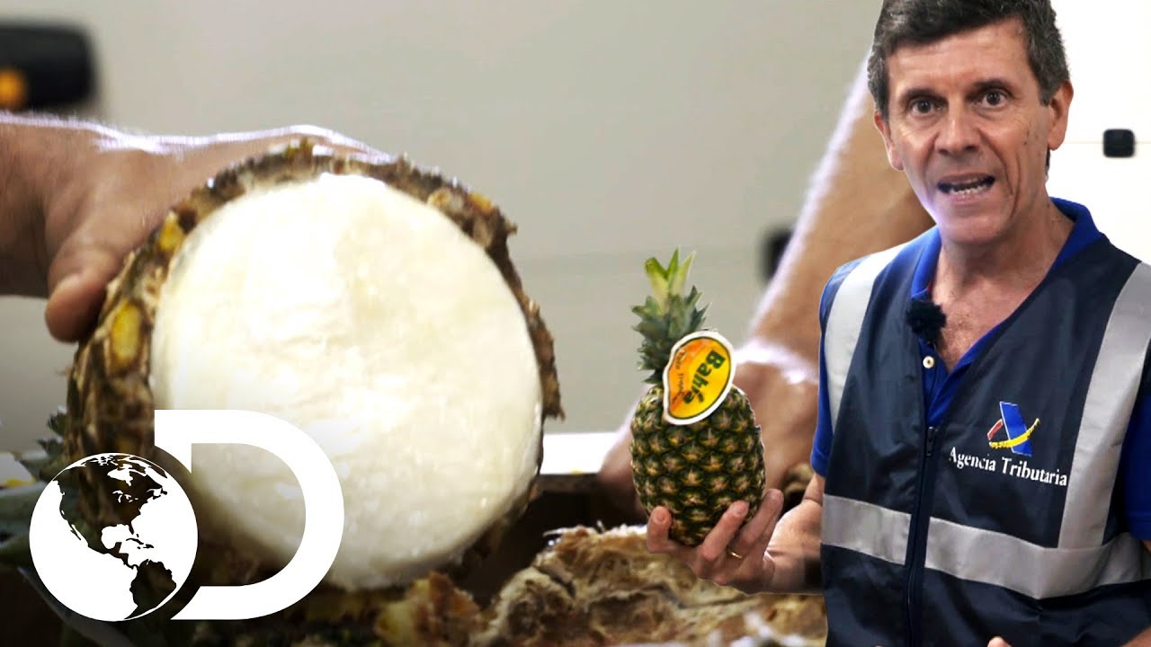 Piñas rellenas de cocaína | Control de fronteras | Discovery Latinoamérica