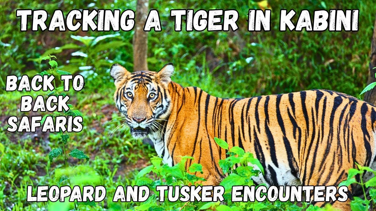 Tracking a Tiger in the Rain | Leopard and Big Tusker | Monsoon Safari Adventure in Kabini 🌧️🐅