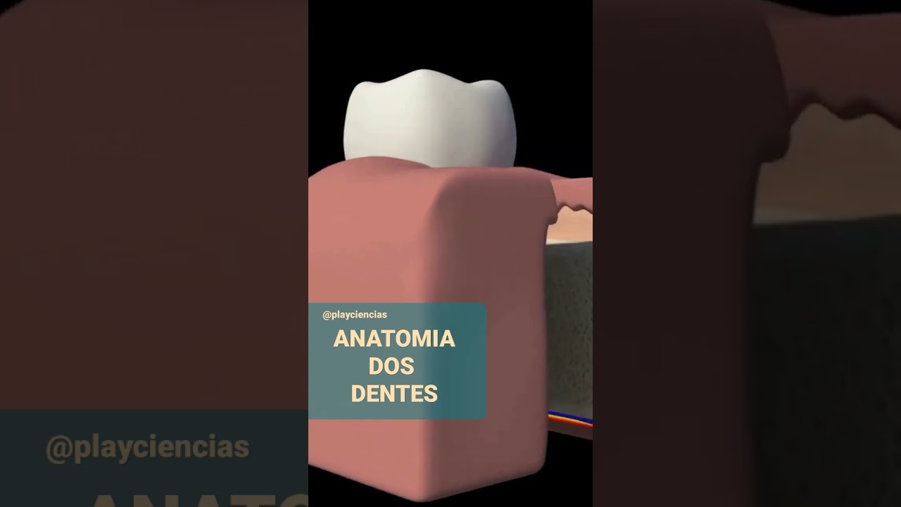 ANATOMIA INTERNA E EXTERNA DOS DENTES. 