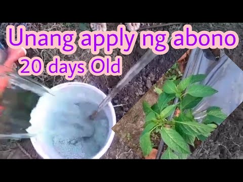 Video: Nangungunang Pagbibihis Ng Mga Ubas: Mga Mineral Na Pataba At Iba Pa. Paano Mag-abono Sa Tagsibol At Kung Paano Magpapakain Sa Nobyembre? Mga Paggamot Sa Dahon