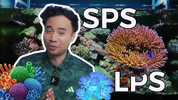 Ký sự NGẬP MẶN - Phần 4: Câu chuyện san hô