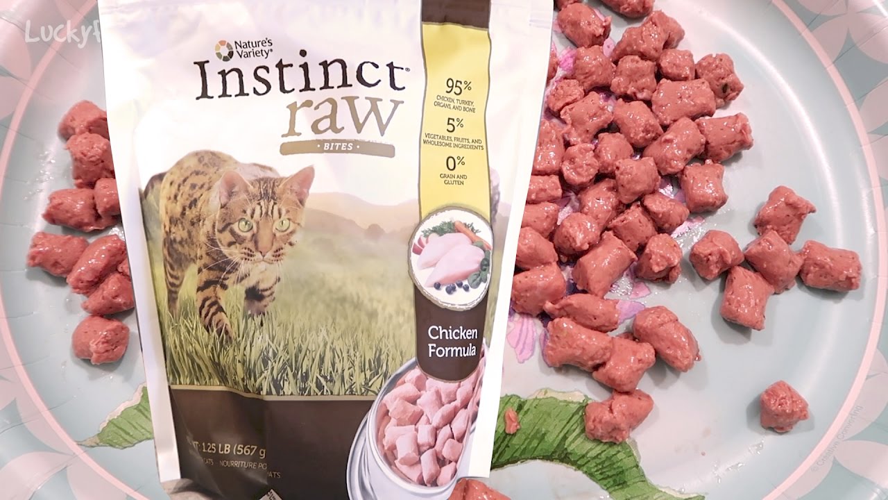 Raw kitten food