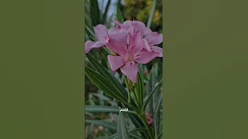 عبق الحياة 