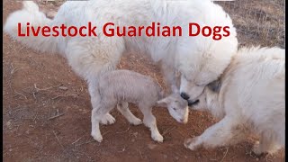 Livestock Guardian Dogs by Briar Patch Creamery 271 views 5 years ago 2 minutes, 18 seconds