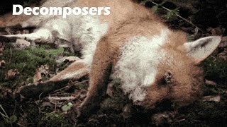 Decomposers