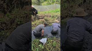 #161 #ytshorts  #fishing #viralvideo #xuhuongyoutube #malaysia