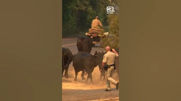 Cows evacuated as 2-7 Fire burns in Calaveras County