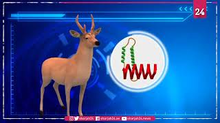 Deadly chronic wasting disease found in U S  deer