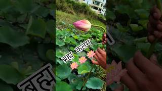 CMF Phone 2 Pro Camera Test 📸 | Lake & Lotus Video Quality Test (1080p) #nothing #phone #shorts