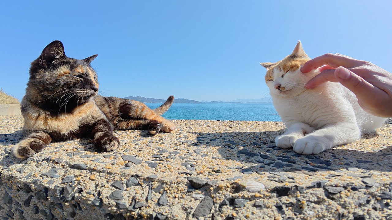 顔がデカいボス猫が堤防の上で戯れるサビ猫と三毛猫を見守る - YouTube