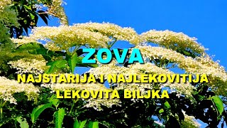 ZOVA - NAJSTARIJA i NAJLEKOVITIJA LEKOVITA BILJKA
