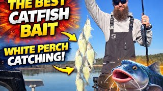 White Perch EXPLOSION: Georgia's Best Kept Secret!