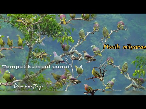 🔴BERBURU PUNAI‼️langsung kemarkas. nya @reyhunting @luwianhunter9929