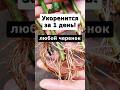 Самый эффективный способ укоренения любых черенков #огород #сад #дача #цветы