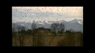 Quelle orgie de palombes au dessus des Pyrénées! Magnifique spectacle de milliers de palombes!!!
