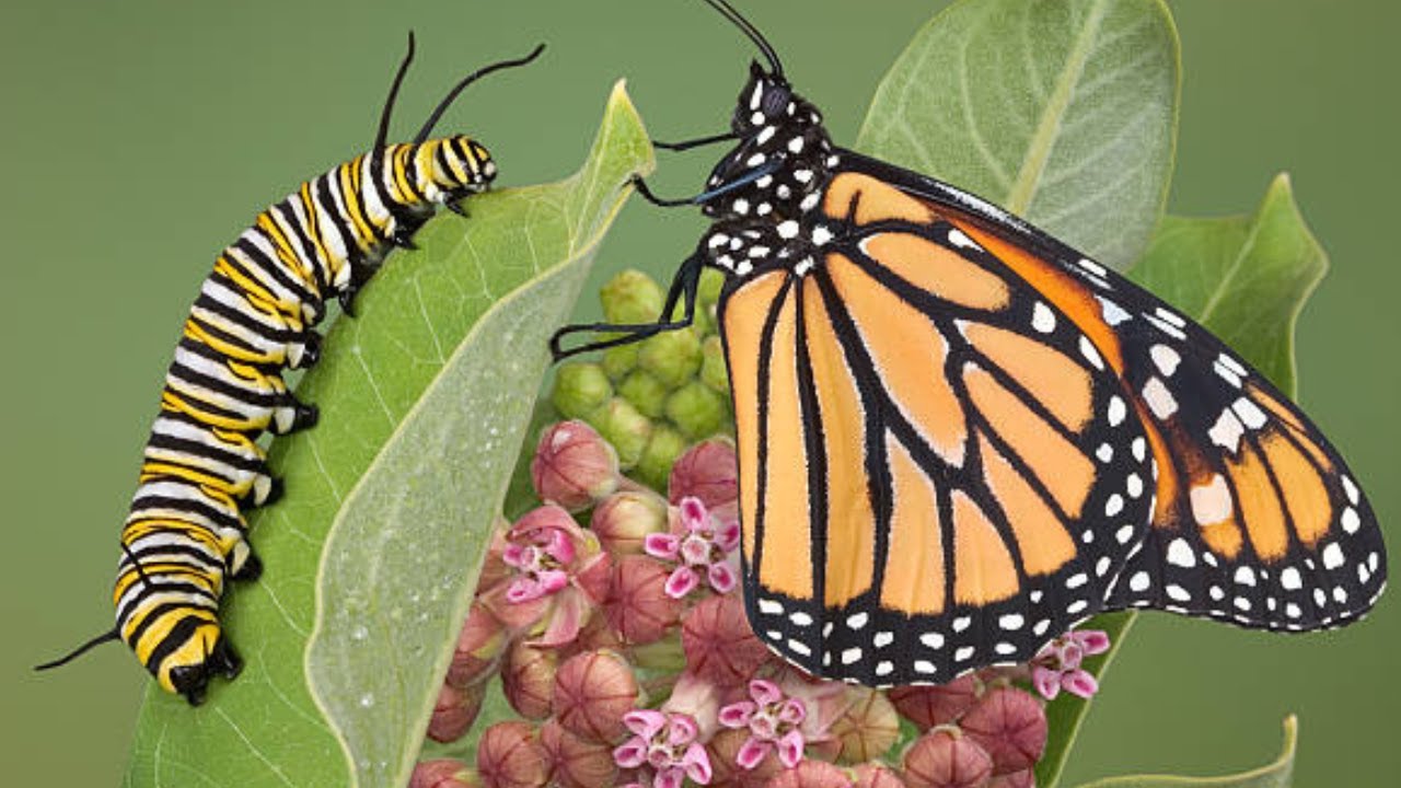 O incrivel ciclo de vida das borboletas