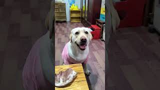 Labrador: Are you hungry? Can&#39;t you chew the bone? #dog #pets