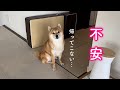 雨の中散歩から帰ってこないママと弟を心配する柴犬が可愛い