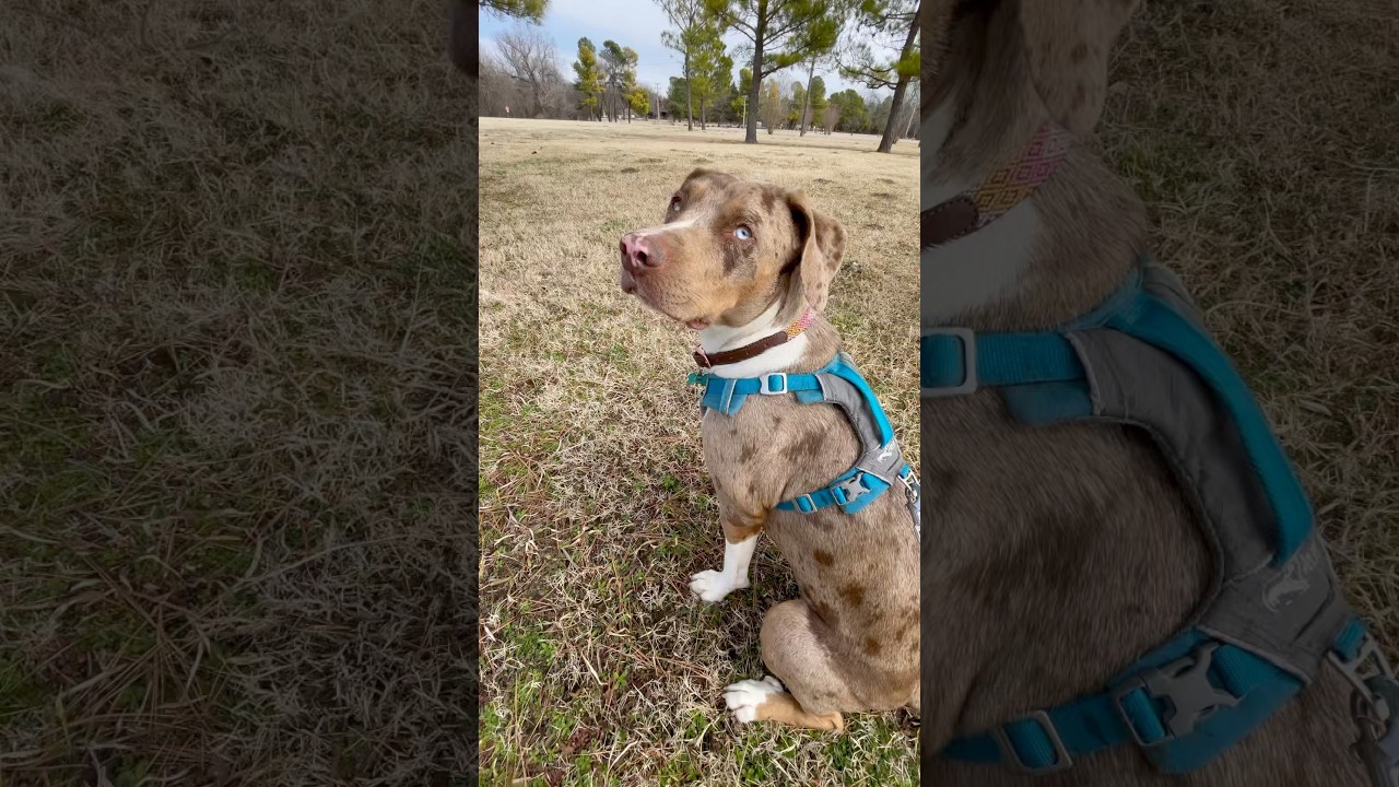 The first time my catahoula leopard dog climbed a tree! 