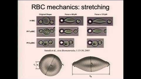 Bruce Caswell - “Dissipative Particle Dynamics Simulation of Red Blood Cells..."
