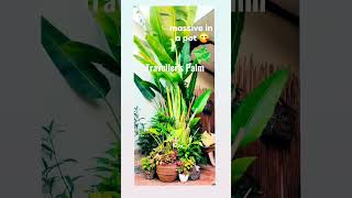 Traveller's palm in 2nd floor pocket garden 🌴 #ecofriendly #home #homegarden #garden #relaxing
