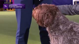 Wirehaired Pointing Griffons | Breed Judging 2024