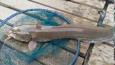 Câu cá, lên cá Ngát khủng | Sông Nước Cần Giờ - Châu Huỳnh.