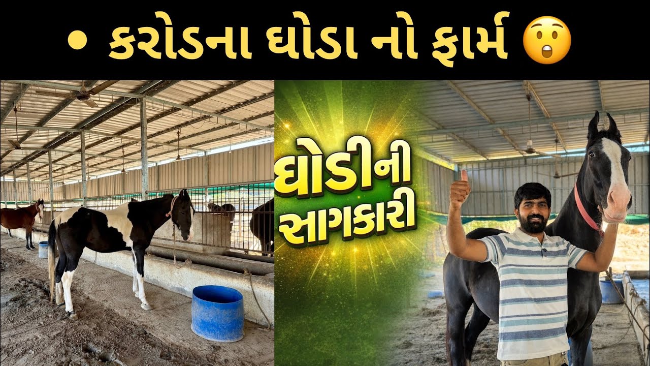 કરોડનો ઘોડો 😲 | Gujarat Horse Farm | Gujarati Video 