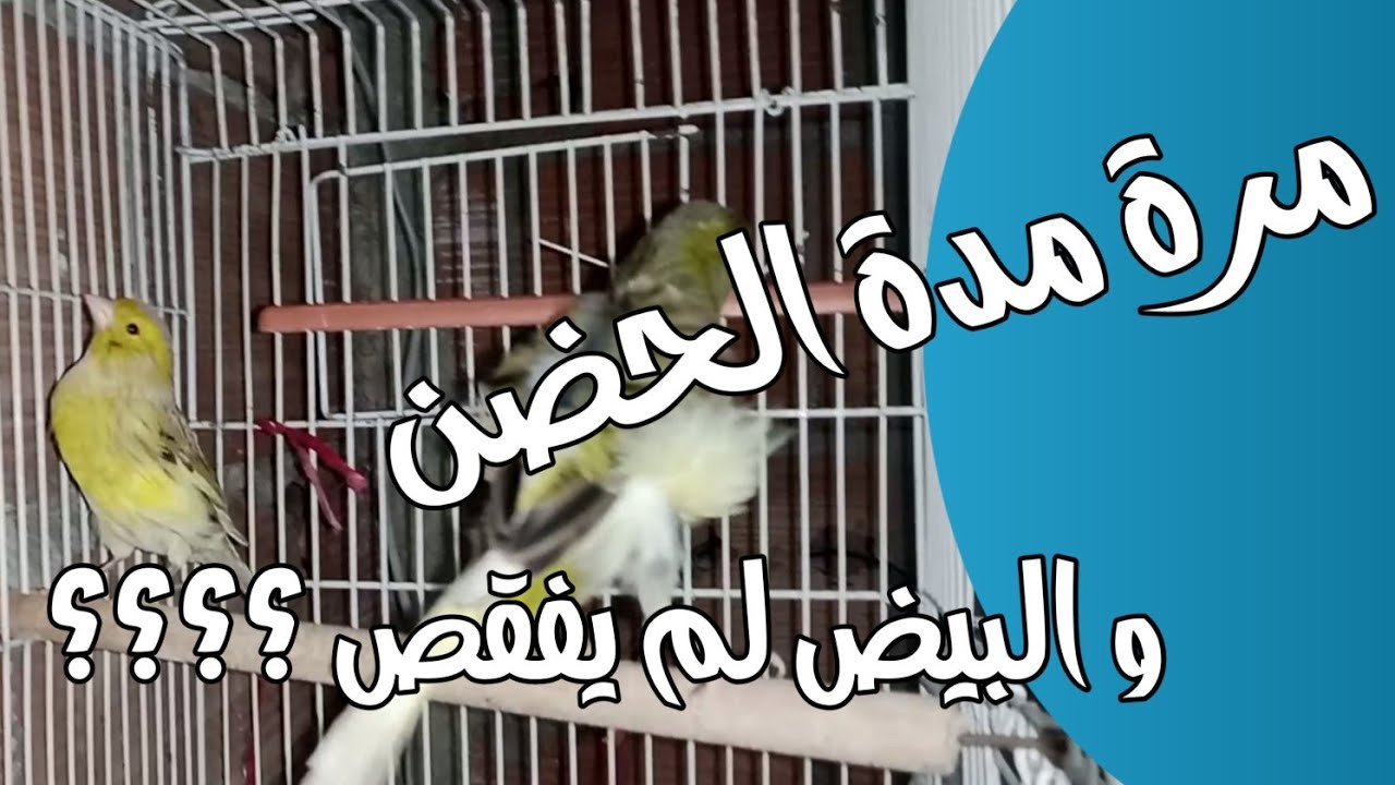 ماذا أفعل إن لم يفقص بيض الكناري رغم مرور مدة الحضن ؟؟؟