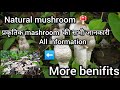 Natural mushroom  aashorticultureandnature nature 