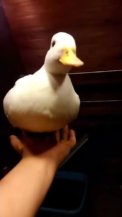 initial duck