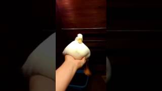 initial duck