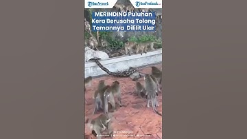 Merinding Puluhan Kera Berusaha Tolong Temannya yang Dililit Ular #shorts #ularvspuluhankera