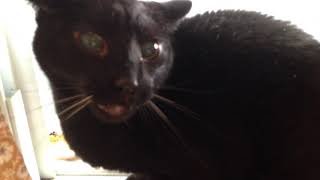 Angry Black Cat Yowling