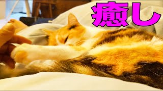 いろんな２匹をお見せします！