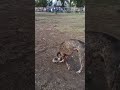 Rude Black Dog Interrupts At Dog Park