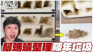 為「最高貴的螞蟻」整理垃圾｜原來螞蟻垃圾長這樣｜【臺灣蟻窟】