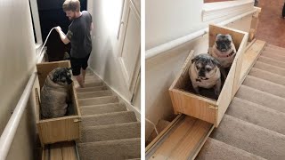 Woman Builds Stairlift For Her Elderly Dogs