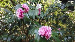 Virtual walking garden tour of Camellia Walk at Exbury Gardens