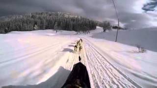 Vrf Les Cizes Mushing