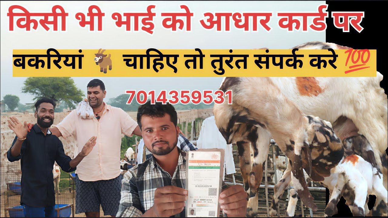 किसी भाई को आधार कार्ड पर बकरियां 🐐चाहिए तो तुरंत संपर्क करें 7014359531,,9352285276 🙏 राधे राधे 🙏