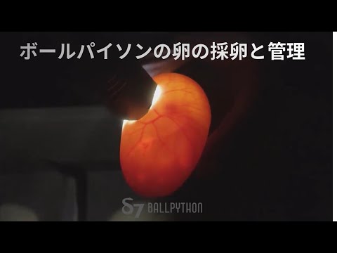 How to Collect and Incubate Ball Python Eggs - YouTube