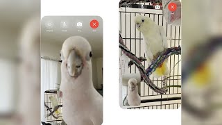 Pet birds on FaceTime? Parrot video chats part of study at local university screenshot 5