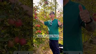 Autumn Harvest #fruitpicking #applepicking #happyplace